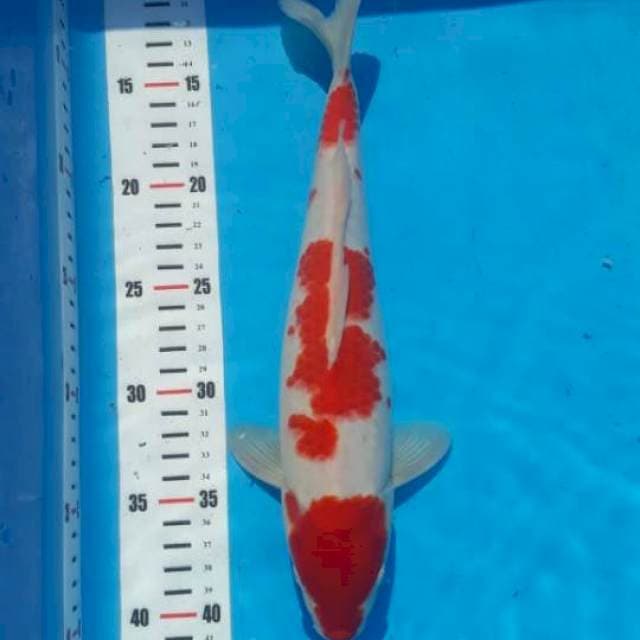 Kohaku 30cm