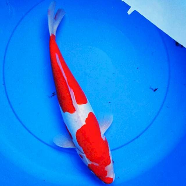 Reddish doitsu 38cm