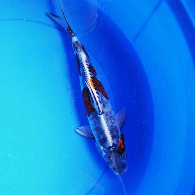 Kiko strong 31cm male