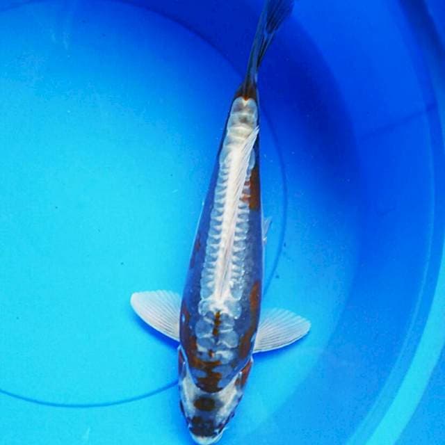 Kin kabuto punuk 36cm male