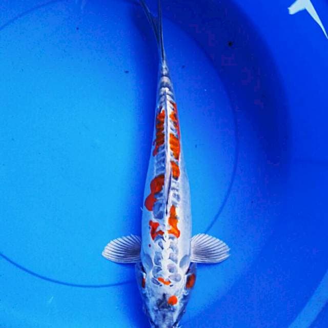 Good kiko 39cm
