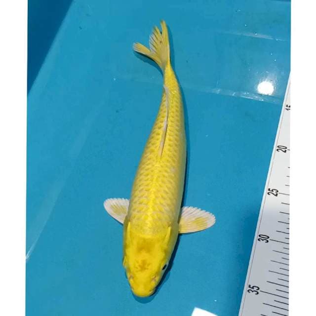 Yamabuki ogon 31cm