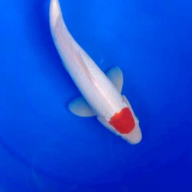 Tancho kohaku