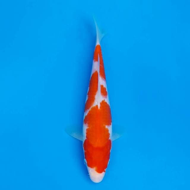 Kohaku 20cm