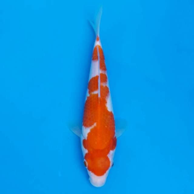 Kohaku 20cm