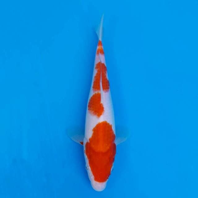 Maruten kohaku 20cm