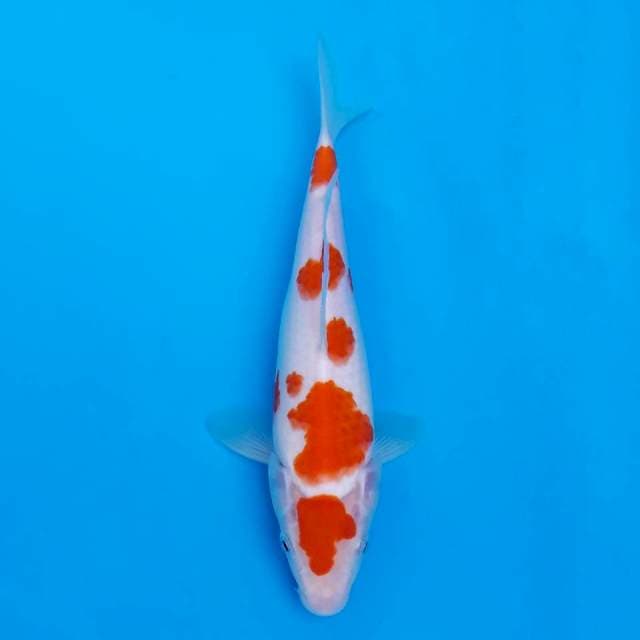 Sakura kohaku 21cm