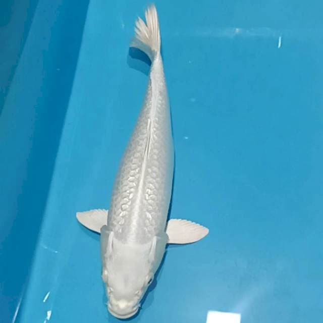 Platinum ginrin 32cm