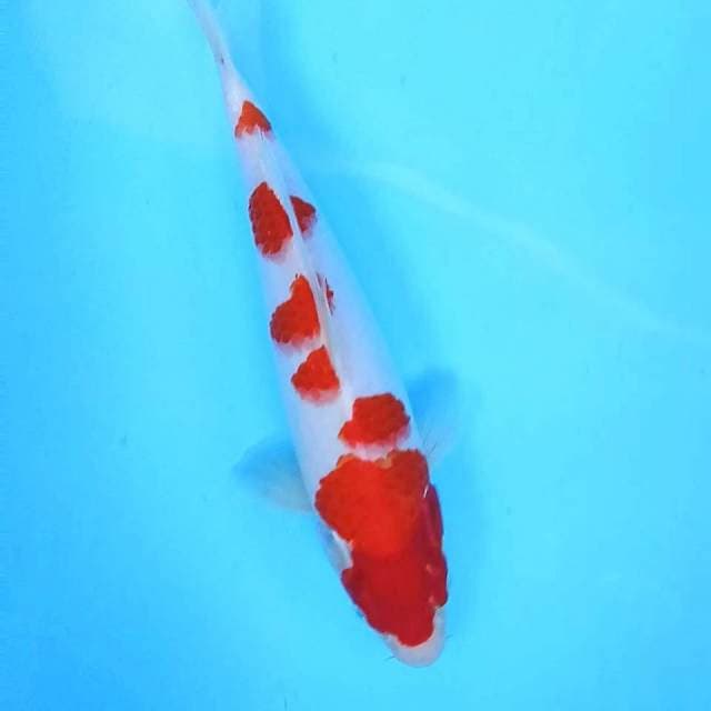 Kohaku # 35cm