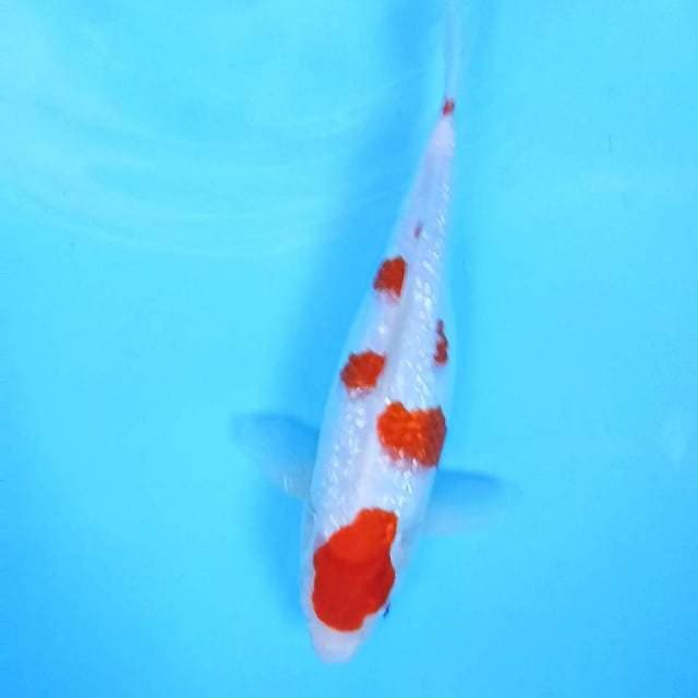 Kohaku Ginrin # 33cm