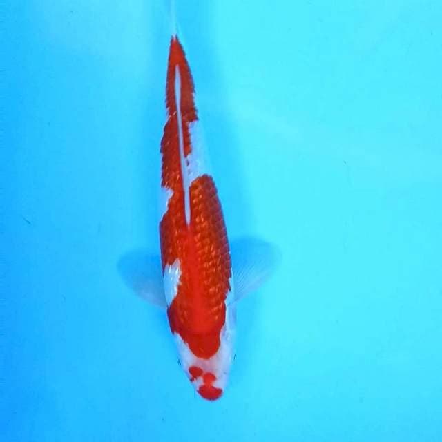 Kohaku Ginrin # 31cm