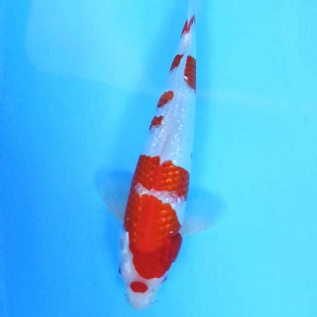 Kohaku Ginrin # 35cm