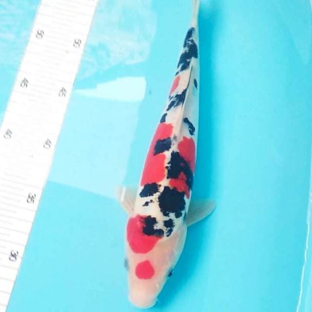 Sanke doitsu 30cm