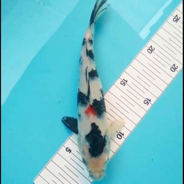 Shiro bocor 21cm