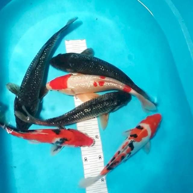 Mix 27-30cm