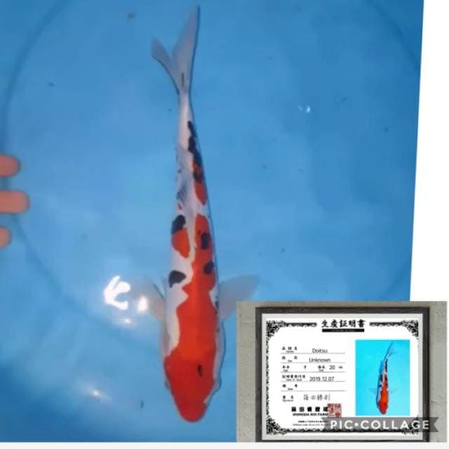 doit sanke 30cm import