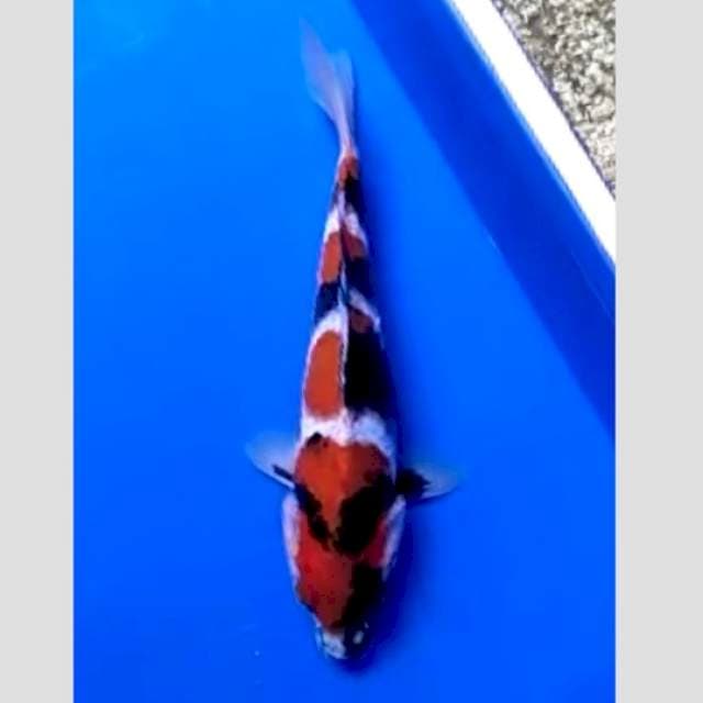 showa calon champ,super banget 30cm