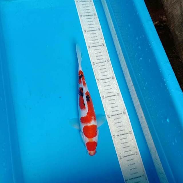 Sanke 28cm