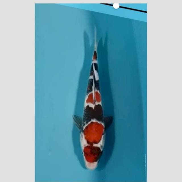 showa super original 25cm