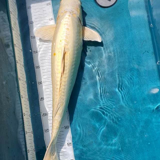 Platinum Doit 57cm