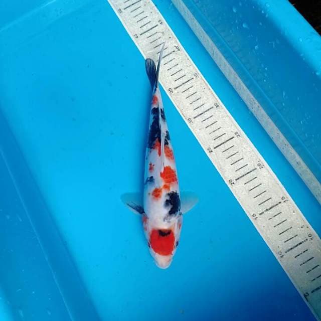 Sowa 29cm