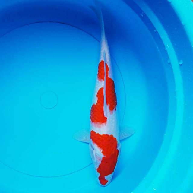 Beauty kohaku 30cm
