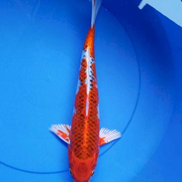 Kujaku 36cm