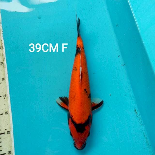 JUMBO SHOWA SANSHOKU 39CM FEMALE
