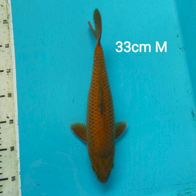 CHAGOI 33CM MALE.