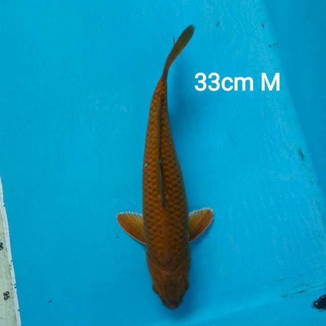 CHAGOI 33CM MALE
