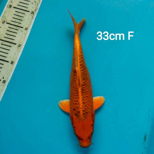 AKA MATSHUBA 33cm FEMALE