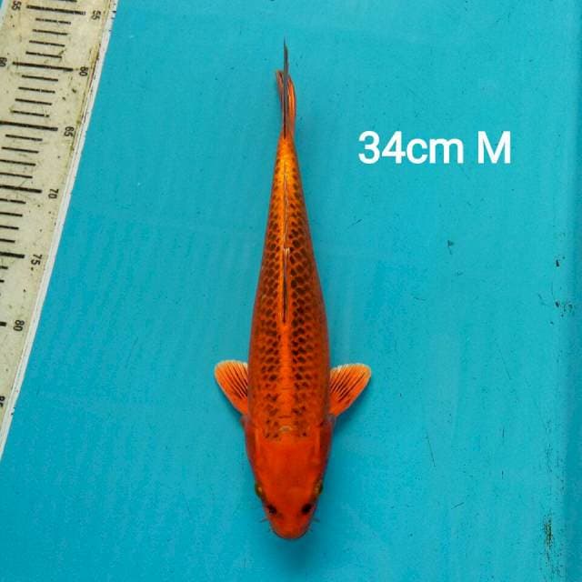 AKA MATSHUBA 34CM MALE