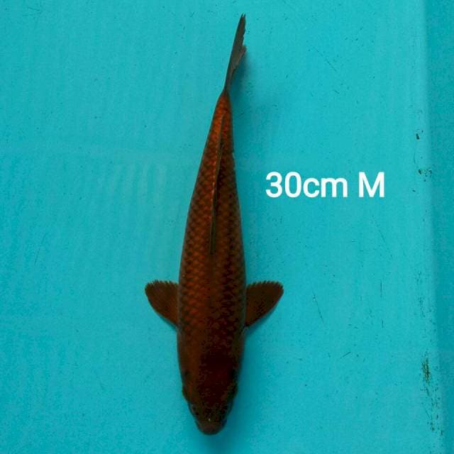 CHAGOI 30CM MALE