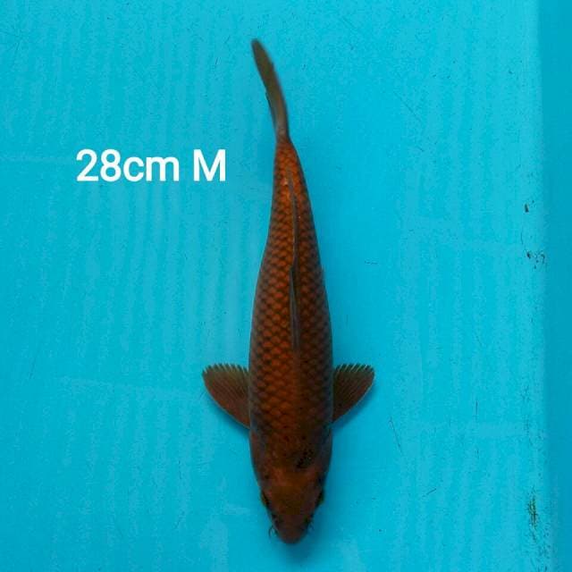 CHAGOI 28CM MALE