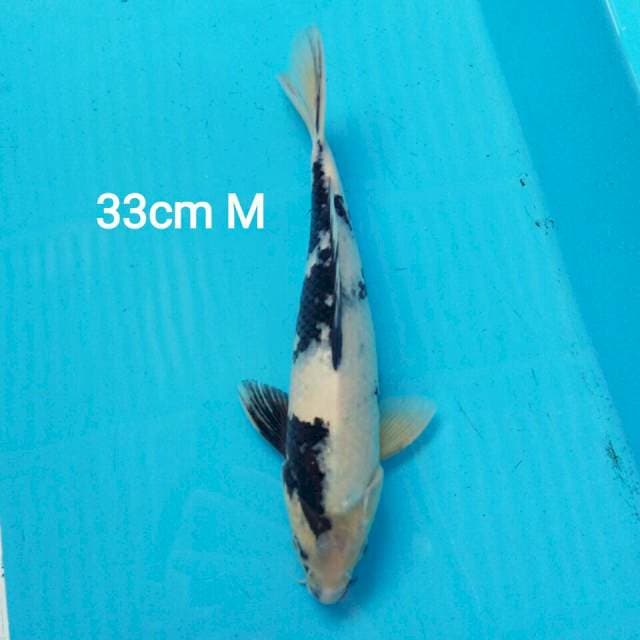 SHIRO TATEGOI 33CM MALE