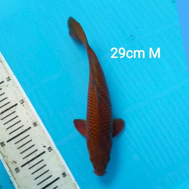 SUPER CHAGOI 29CM MALE