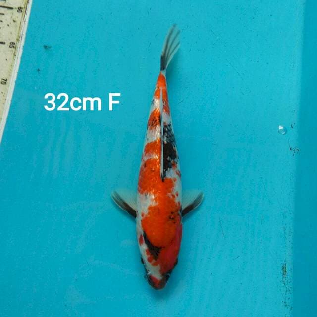 GINRIN SHOWA SANSHOKU 32CM FEMALE