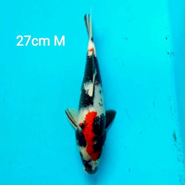 KINDAI SHOWA 27cm MALE