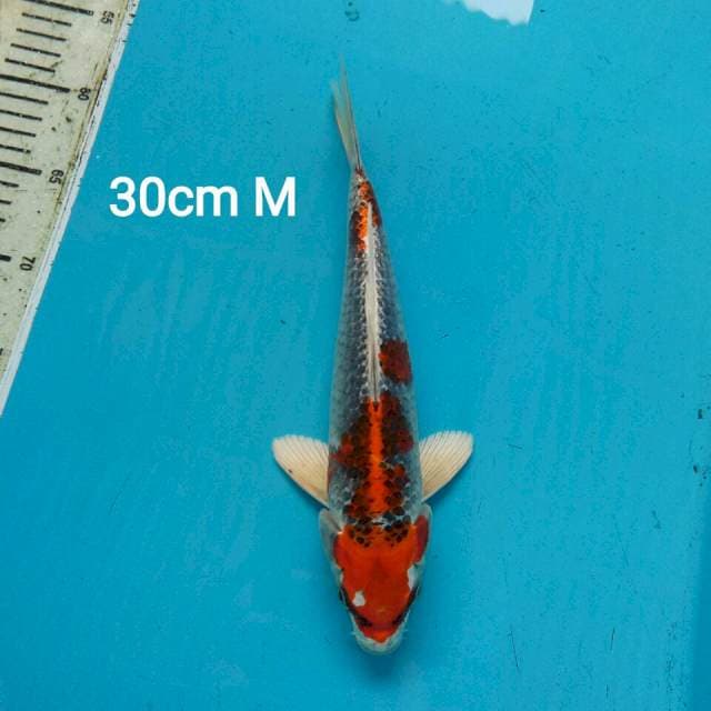 SUPER KUJAKU YONDAN 30CM MALE