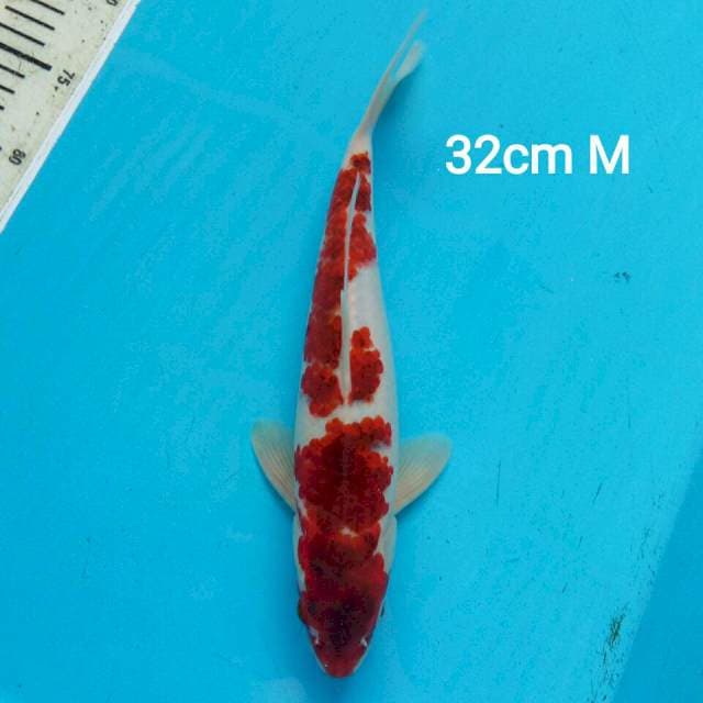 SAKURA AI GOROMO 32CM MALE