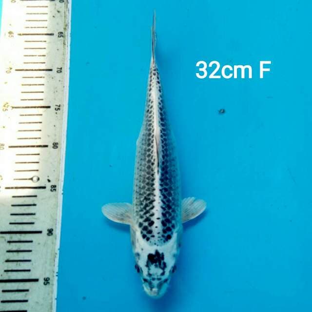 GIN MATSHUBA 32CM FEMALE