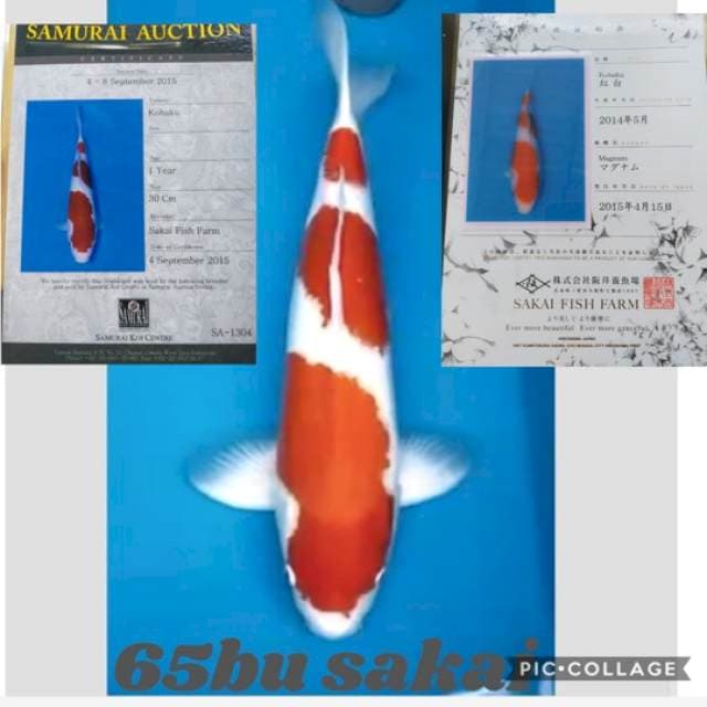 import sakai kohaku 65bu ada 2 serty(breeder&dealer)
