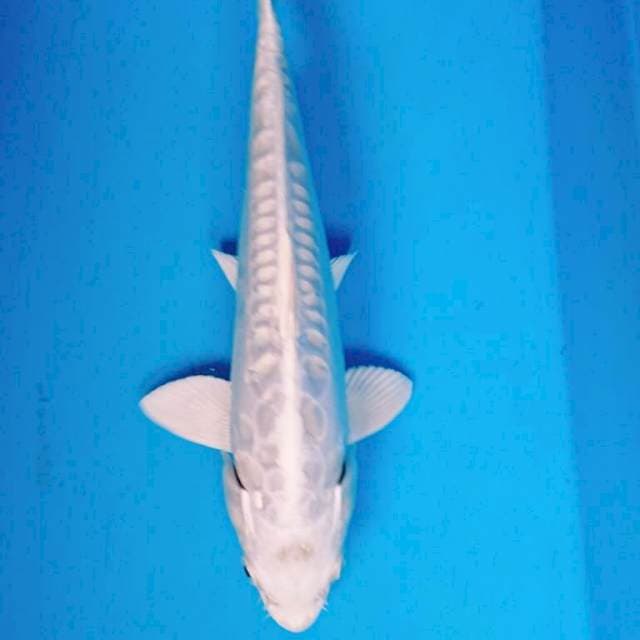 DOITSU PLATINUM 27 cm