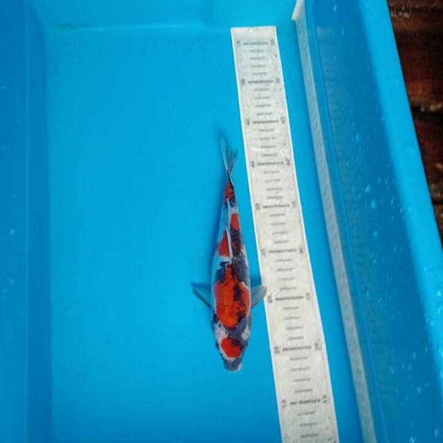 Sowa doit 25cm