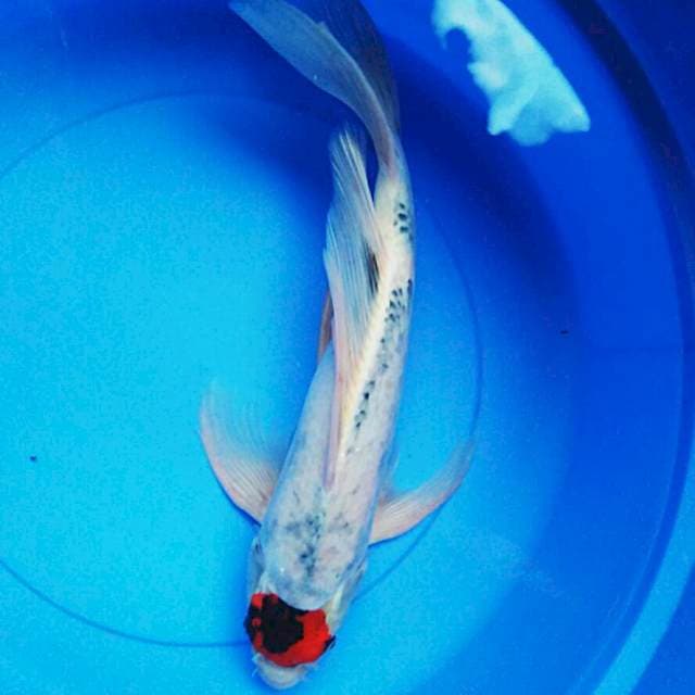 Kumpay goshiki 46cm male