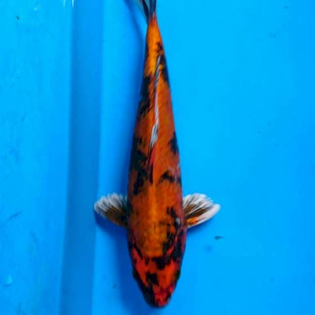 KIN KI UTSURI