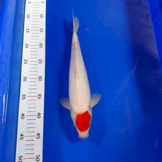 Ory tancho kohaku 35cm male