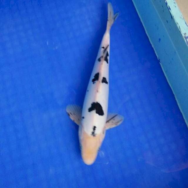 MALE BEKKO 30cm