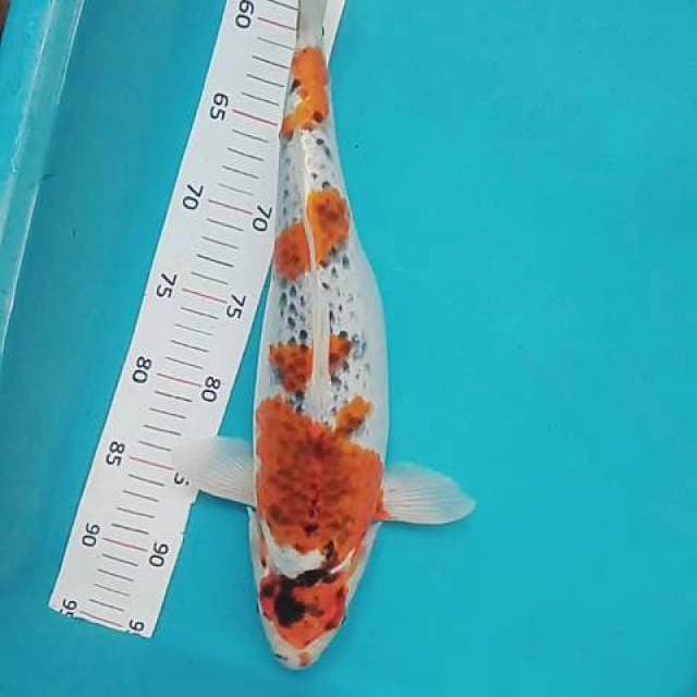 Goshiki 41 cm