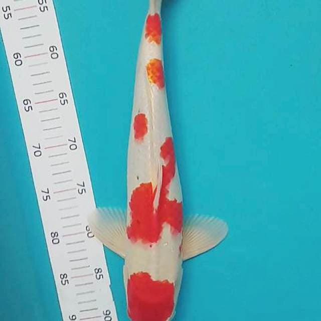 Kohaku 45 bu